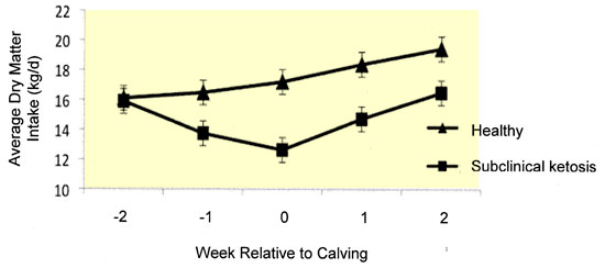 Cows diagnosed with subclinical ketosis