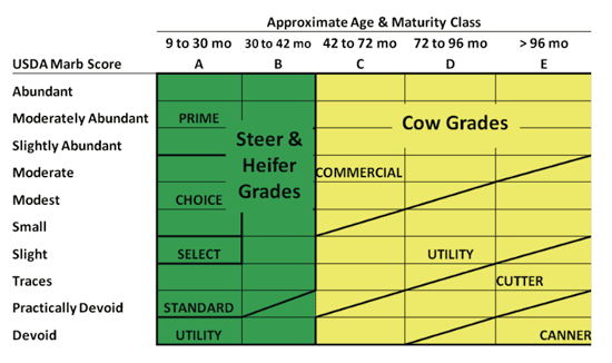 Marbling and maturity relationship