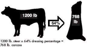 Beef Grades and Carcass Information | The Beef Site