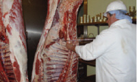 Beef Grades and Carcass Information | The Beef Site