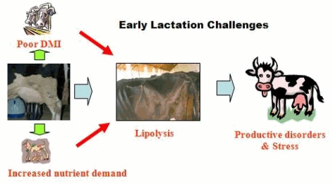 Partitioning Of Nutrients During Lactation In Dairy Animals | The Cattle  Site