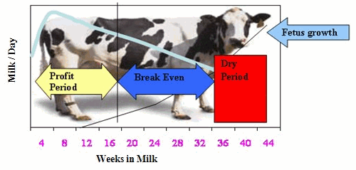 partitioning-of-nutrients-during-lactation-in-dairy-animals-the