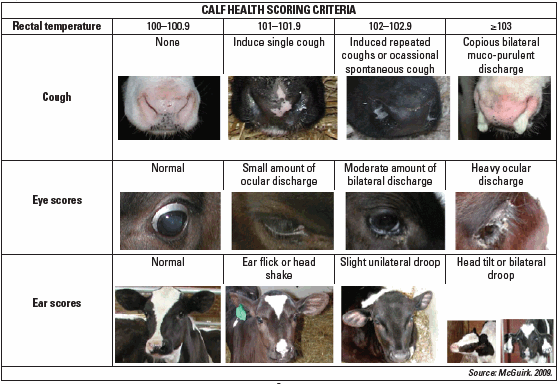 Proper winter ventilation of calf housing can reduce respiratory