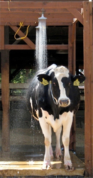 A cow using a shower