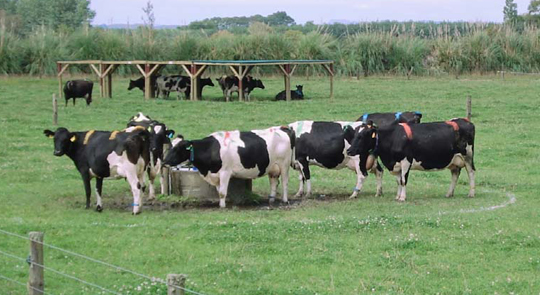 Cows without shade