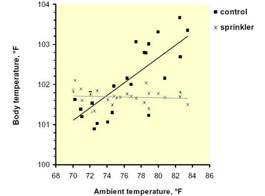 Relationship between body temperature and ambient temperature for cows