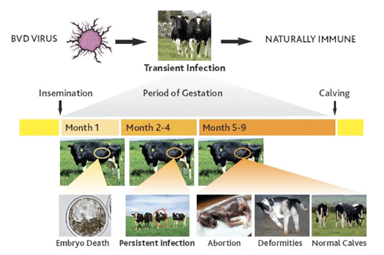 Bvd Bumper, The problems begin when a pregnant cow or heifer is infected  with the BVD virus between 42-125 days of gestation.