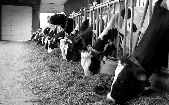 Figure 1. cows eating and sorting their TMR.