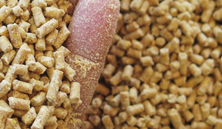 Optimising Feed & Vitamin: Insights with Alexandra Experton, Cargill