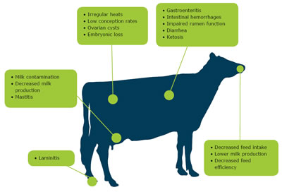 Biomin - Feed additives, premixes and services for healthy and profitable farm animals