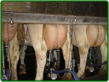 dutrion® on dairy farms