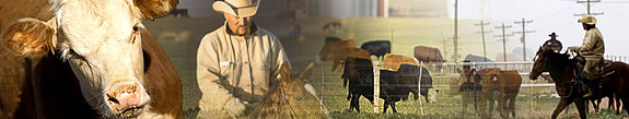 Intervet/Schering-Plough Cattle