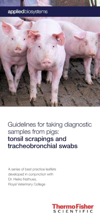 Tonsil scrapings and tracheobronchial swabs - Swine Diagnostics