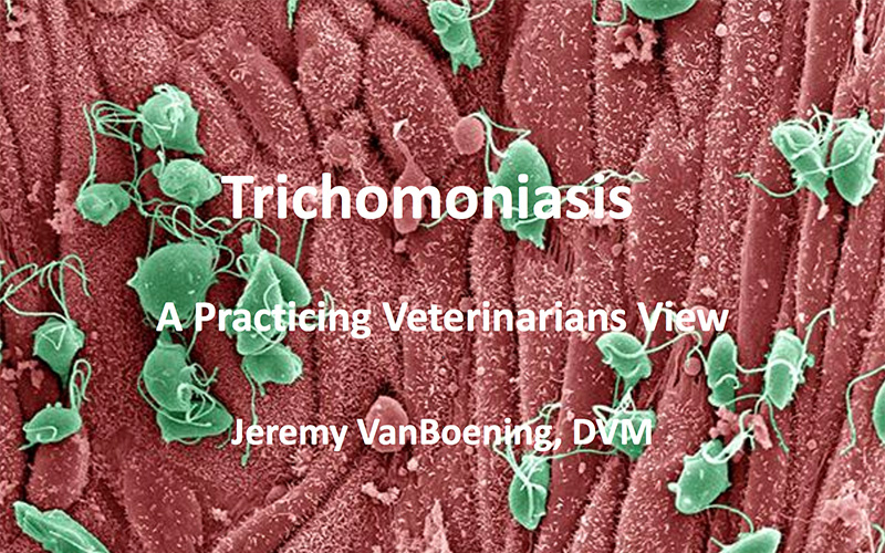 LifeTech - Trichomoniasis, a practicing veterinarian’s view