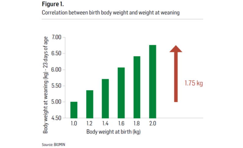 Figure 1. Correlation between birth body weight and weight at weaning