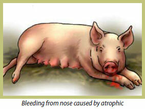 Atrophic rhinitis (inflammation of the nose)