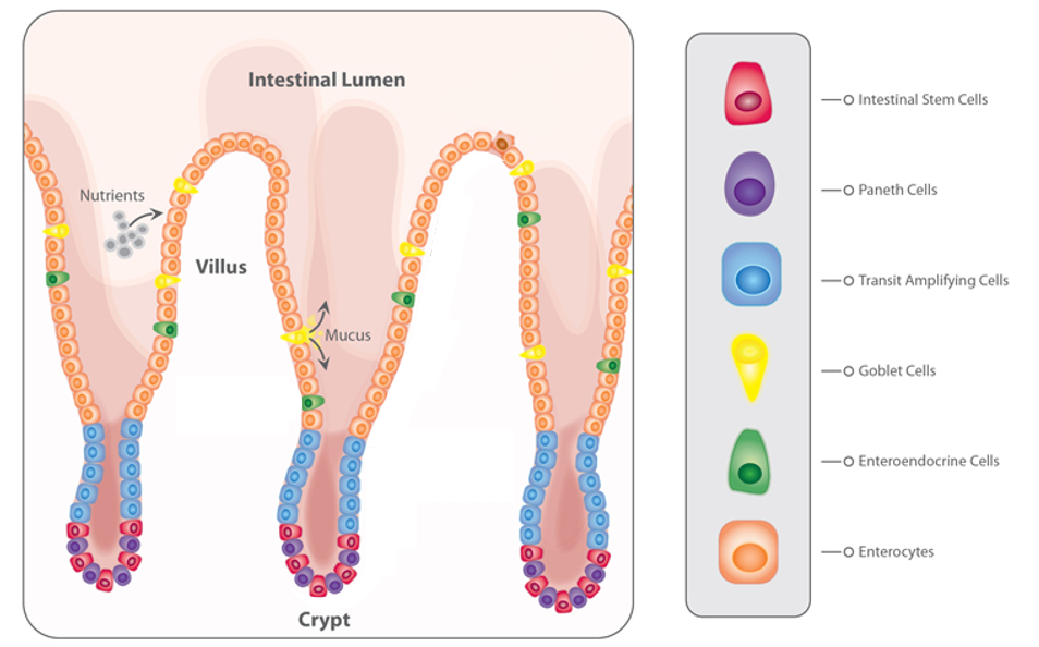 Figure 1: The intestinal epithelium