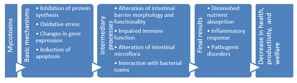 Figure 2: Mycotoxins’ impact on the GIT and consequences for monogastric animals
