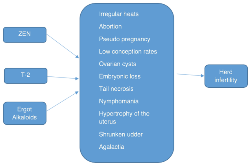Figure 2. Direct effects of mycotoxins on reproduction performance