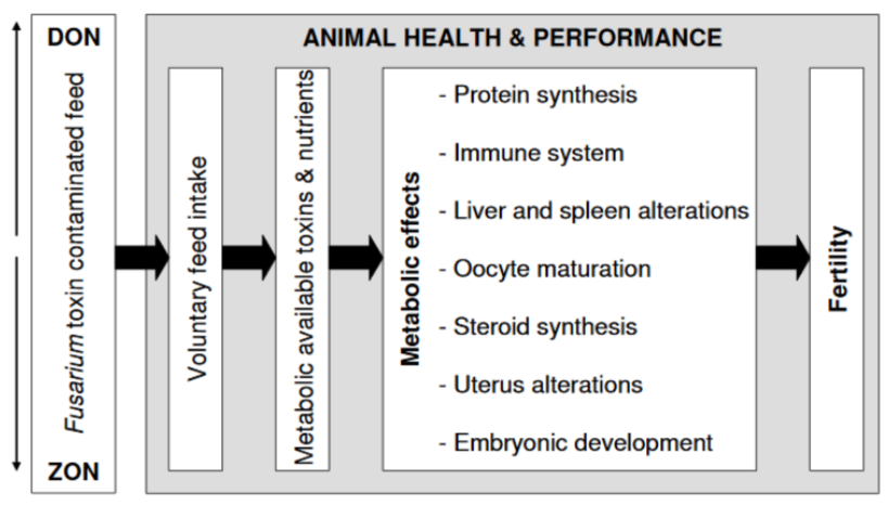 Figure 3. Combined effects of ZEN and DON on fertility