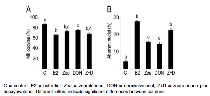 Figure 4. Exposure to oestradiol, ZEN, DON, ZEN+DON, significantly reduced the percentage of oocytes that reached the MII (metaphase II) stage and significantly increased oocyte nuclear abnormalities