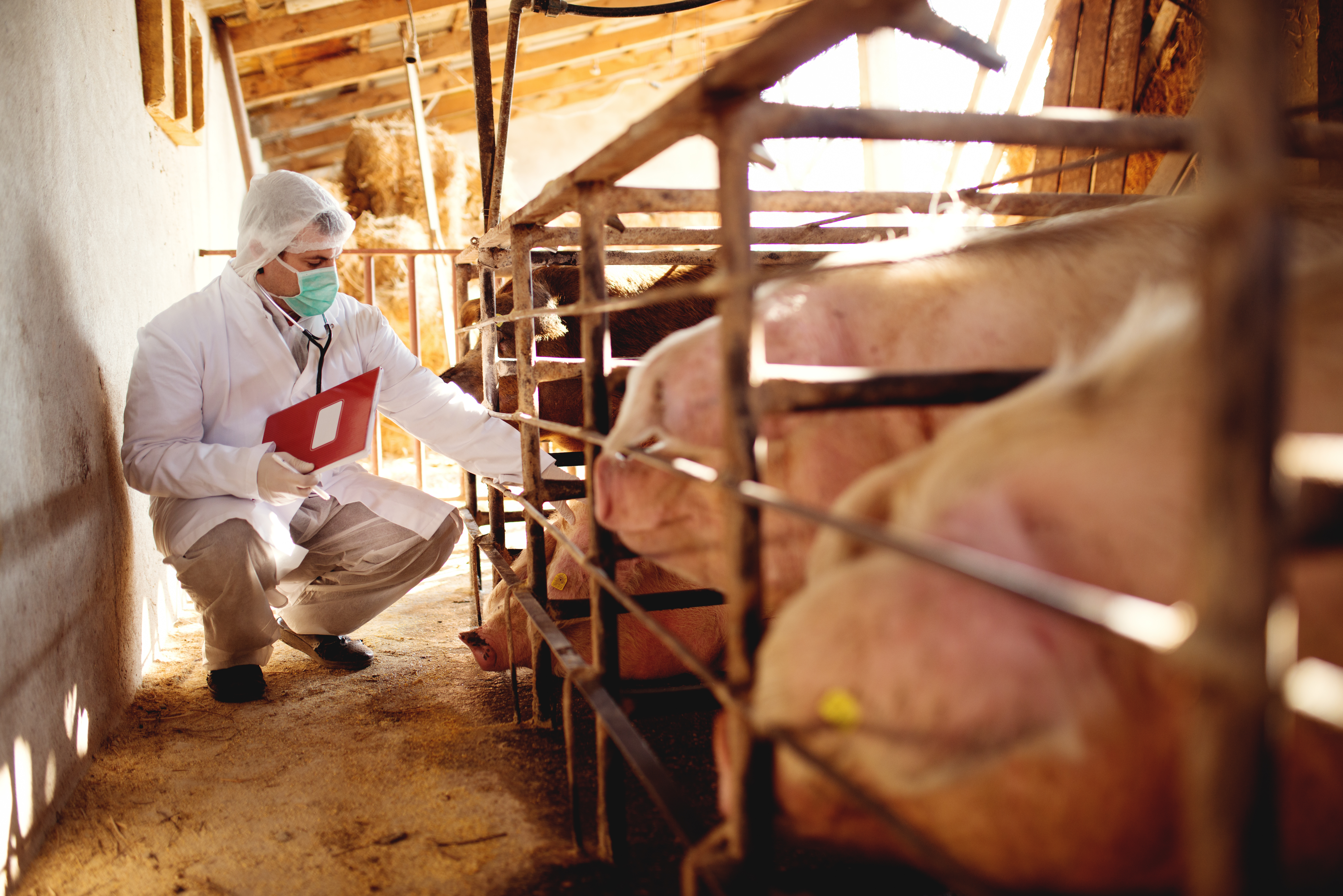 Vet examining pigs in stalls