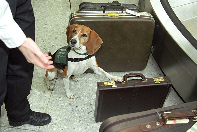 The Beagle Brigade programme averages around 75,000 seizures of prohibited agricultural products a year