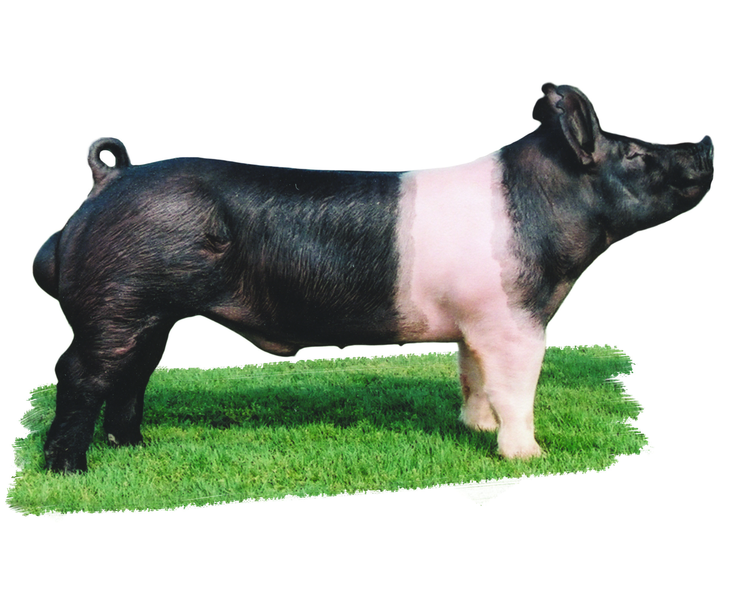 Photo courtesy of National Swine Registry