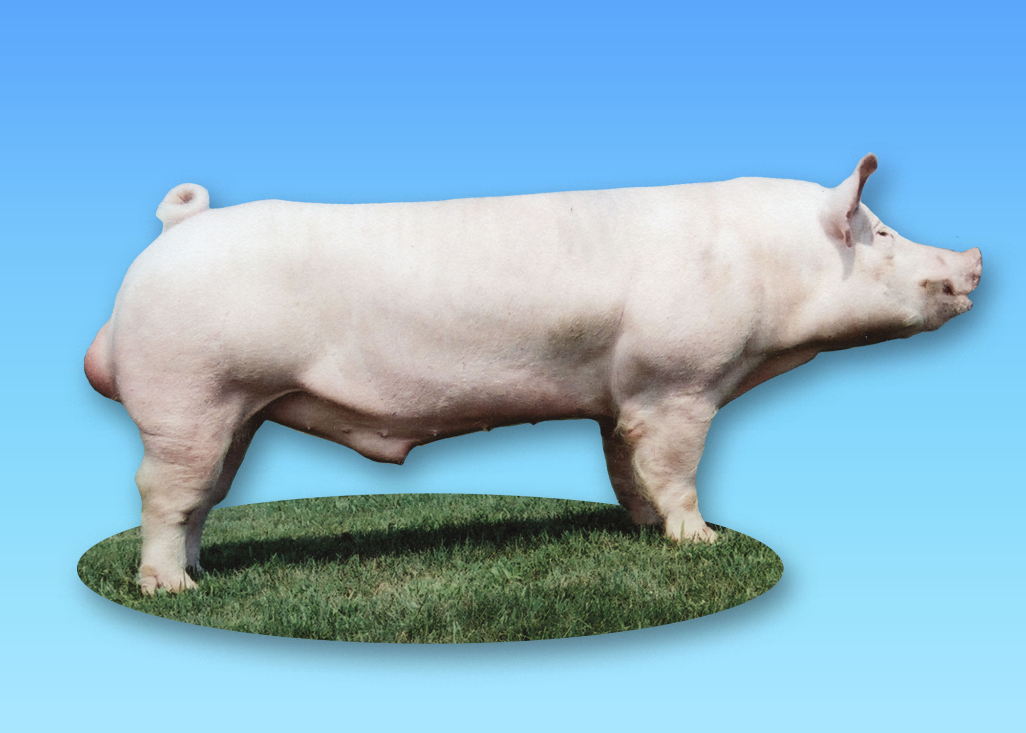 Yorkshire boar. Photo courtesy of National Swine Registry