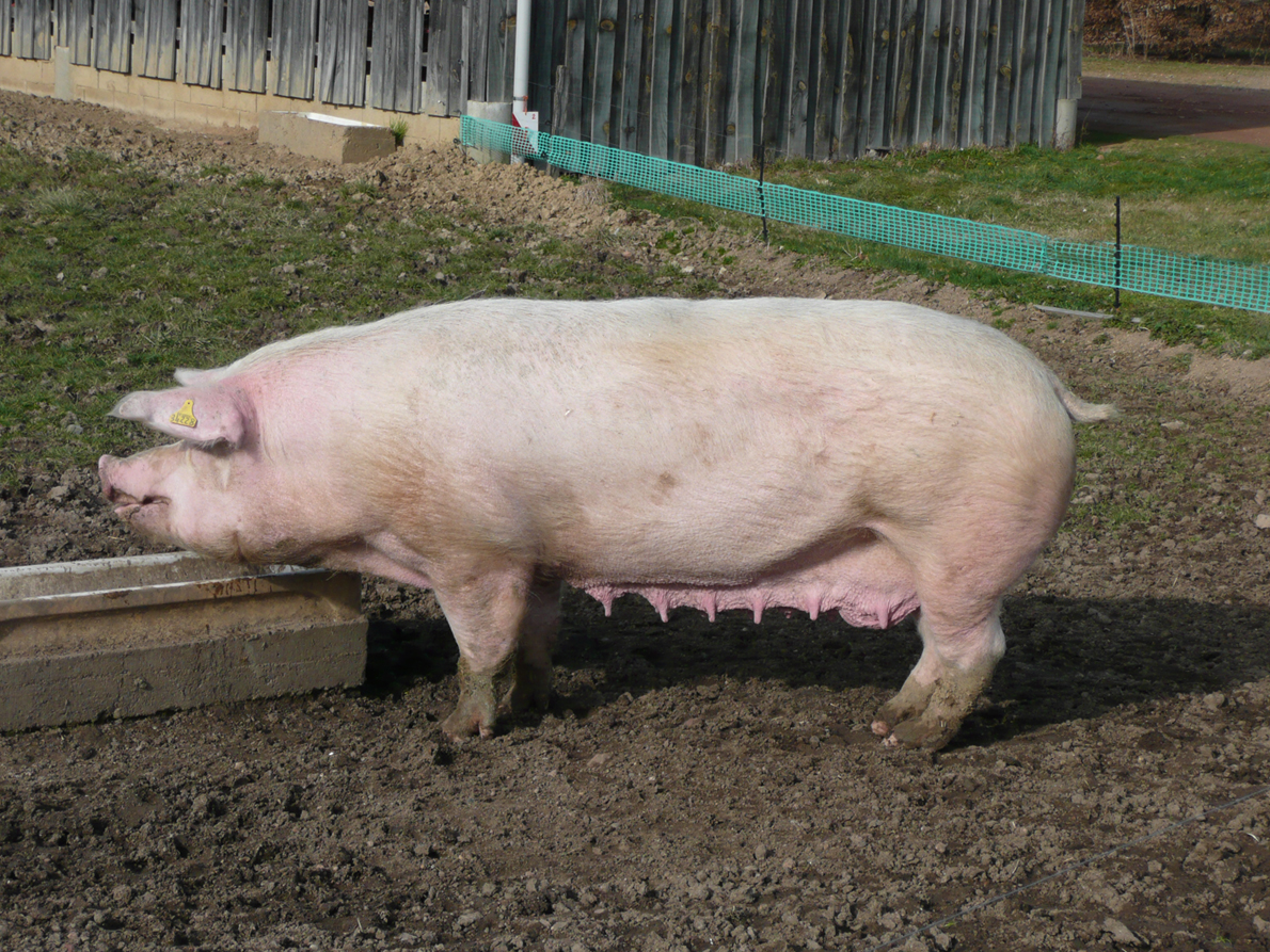 American Landrace pig breed