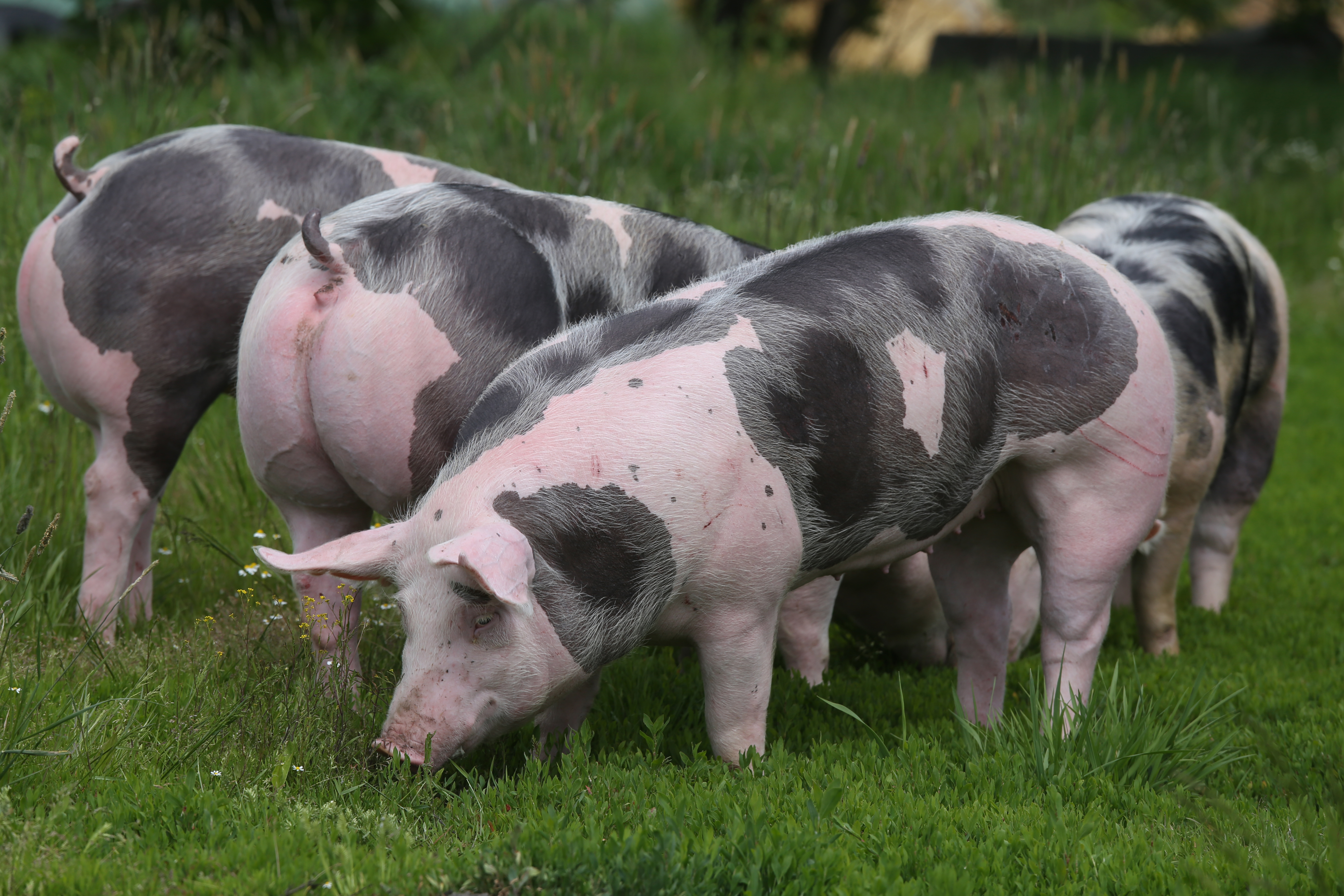 The Pietrain breed has been associated with lower incidences of boar taint in meat produced from this breed