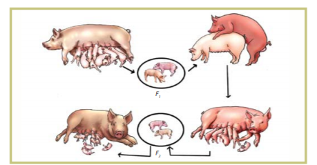 LIFE CYCLE of a GUINEA PIG  Birth, Puberty, Reproductive Cycle