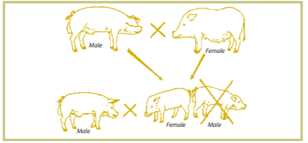 How to Farm Pigs: Breeding | The Pig Site