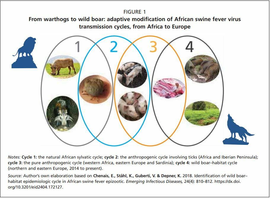 African swine fever in wild boar: epidemiology | The Pig Site