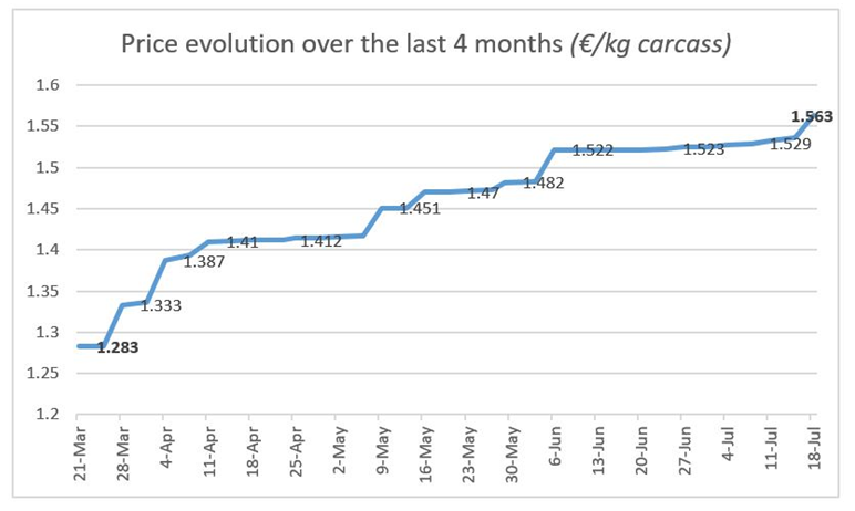 The average carcass weight is decreasing (93.65 kg at the market on 18 July), a decrease of 1.6 kg over the past four weeks, reflecting a constantly decreasing supply