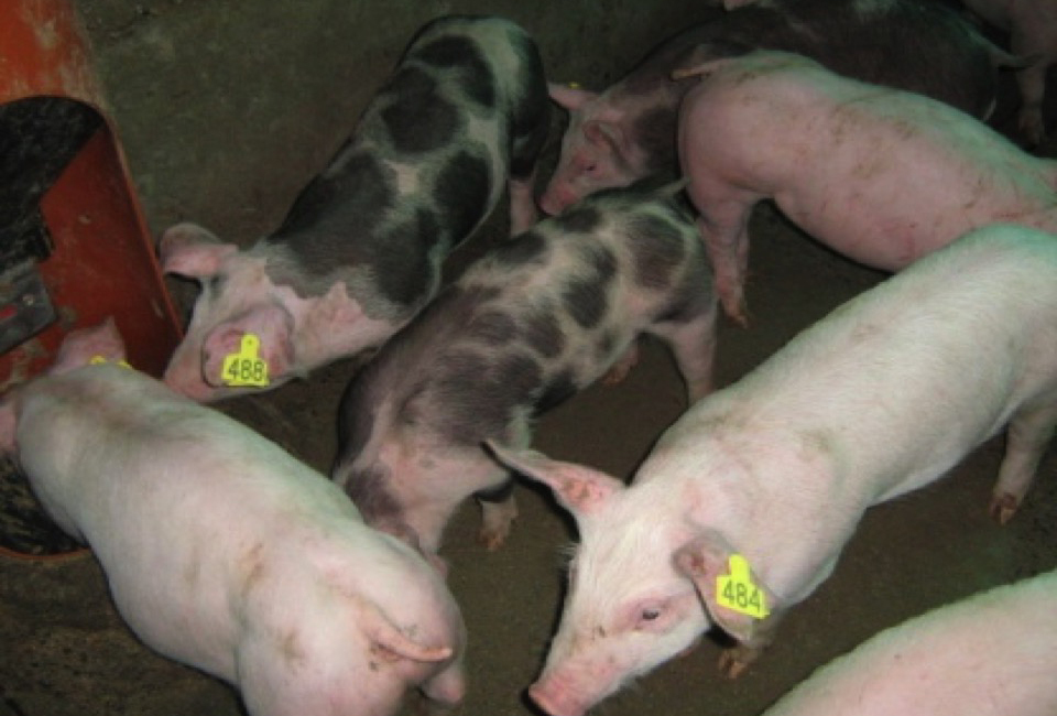 Epidemiological type is helping save you the unfold of Aujeszky’s illness in pigs