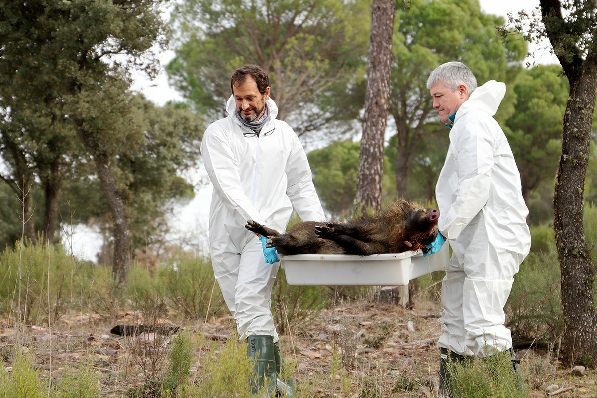 Outbreak of African swine fever in wild boar – how do you keep an eye on it?