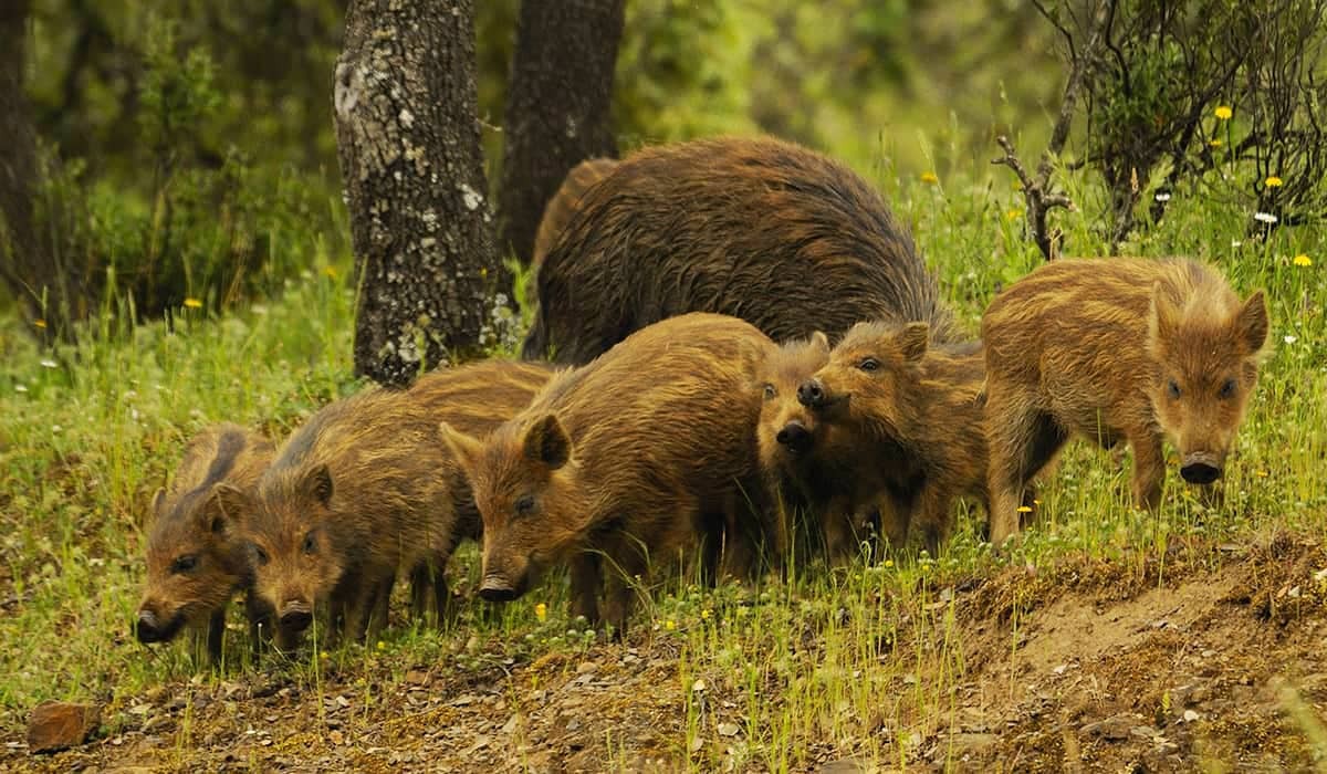 Outbreak of African swine fever in wild boar - how do you control it ...