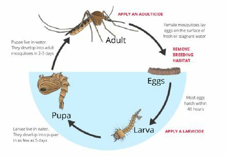 culex mosquito life cycle