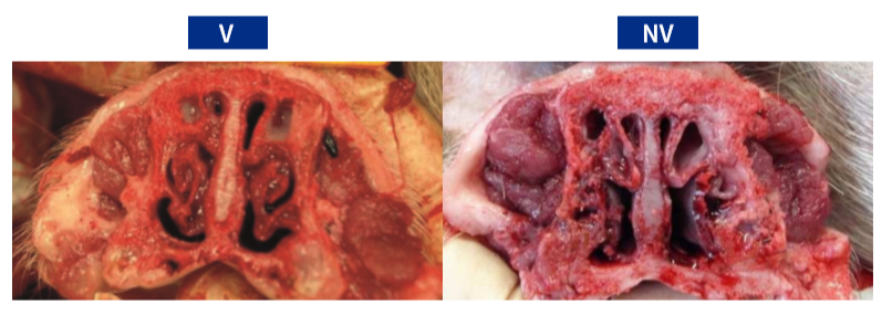 Figure 1. Maximum nasal lesion score observed in piglets at 43 days of age. (V) The maximum score in the vaccinated group was 4/18; (NV) the maximum score in the non-vaccinated group was 10/18