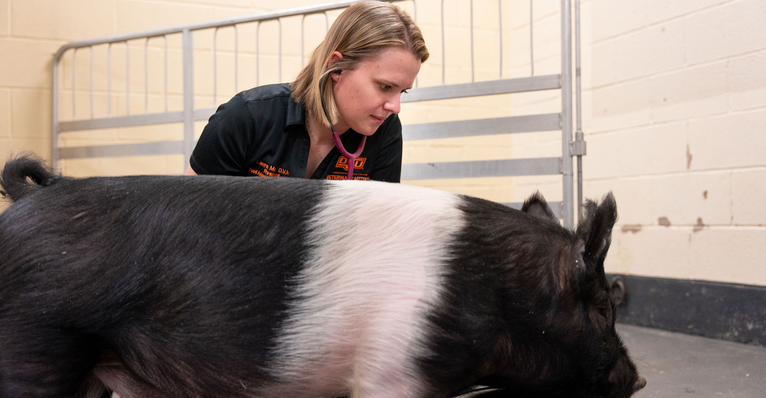 Farm animals display preparation: The significance of a Certificates of Veterinary Inspection