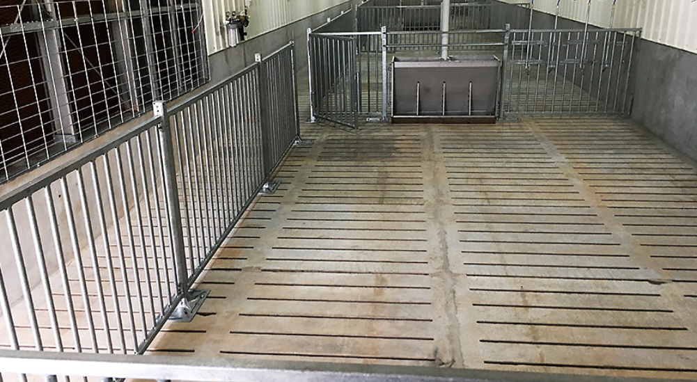 Slatted floor: Clean surfaces in the barn promote pig health