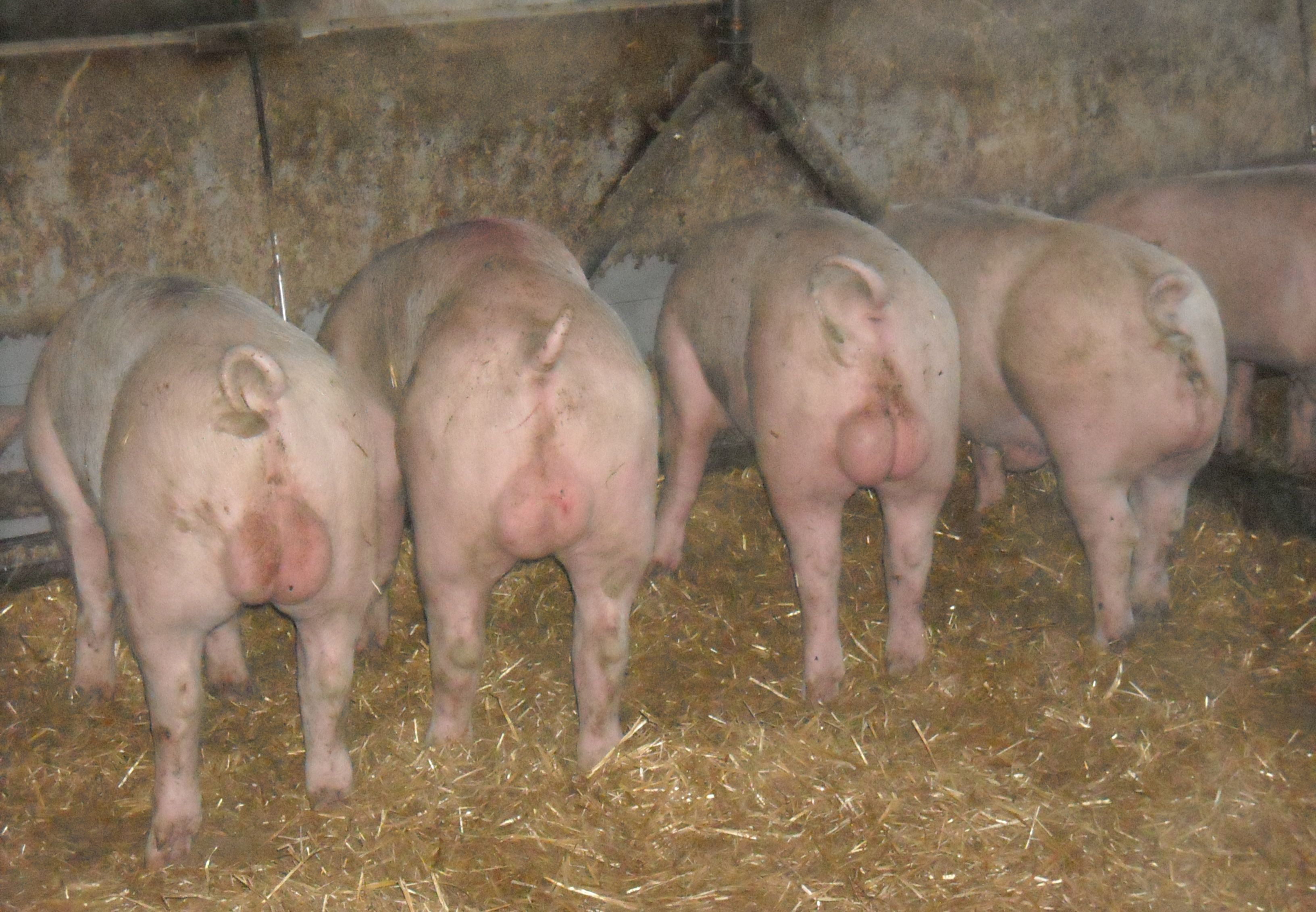 Elevating whole men as a substitute for castration