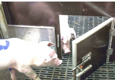 New analysis investigates serving to conduct in pigs