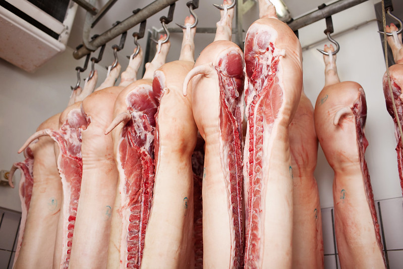 butchered pork sides hanging in cold storage