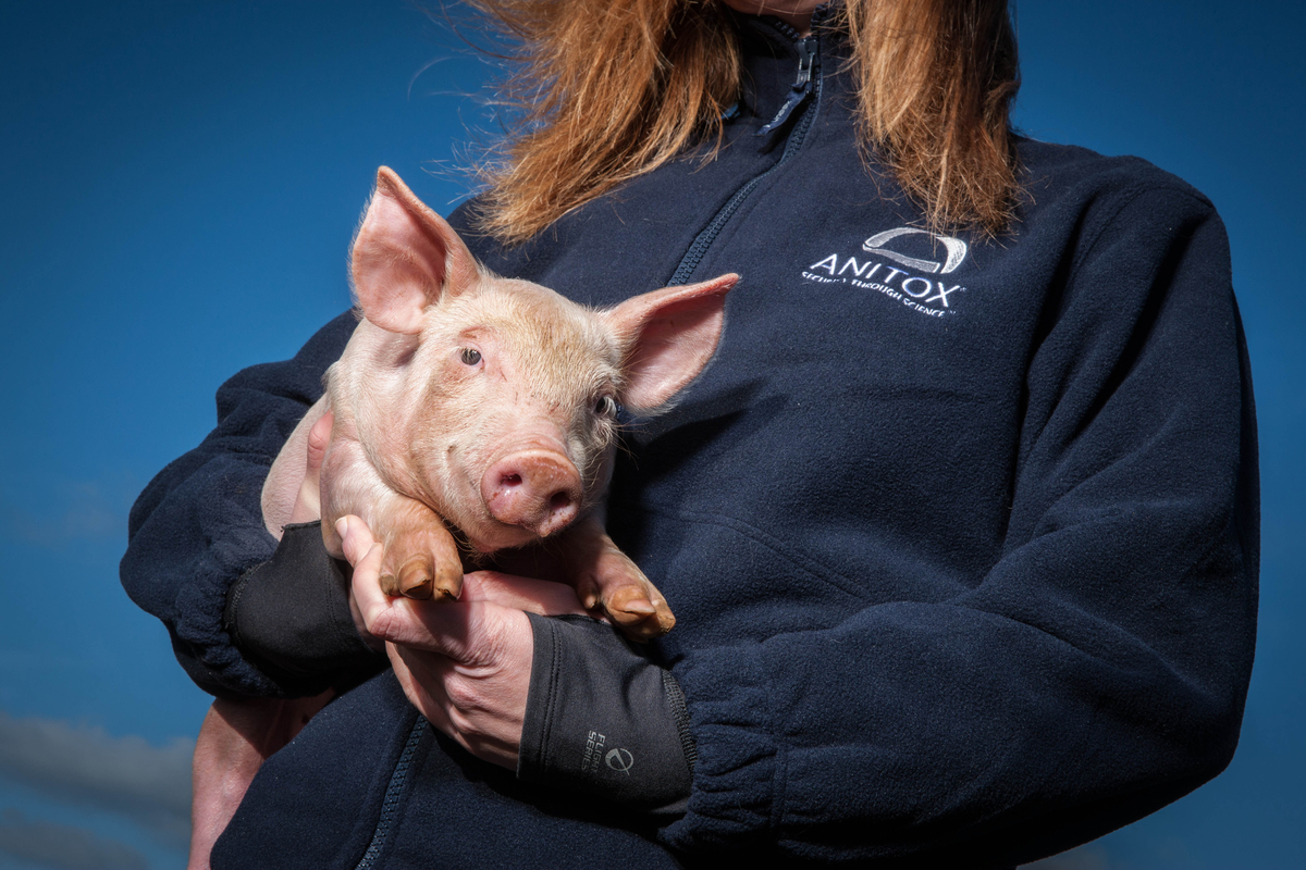 The crucial connection: Working out the affect of feed on swine well being