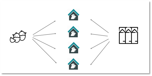 Feed can become a vehicle, spreading pathogens throughout the entire flock. Thus, efforts to sanitize feed will be important for disease prevention and control.