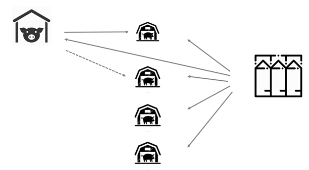 Feed can be a vehicle to spread the pathogen throughout the entire herd