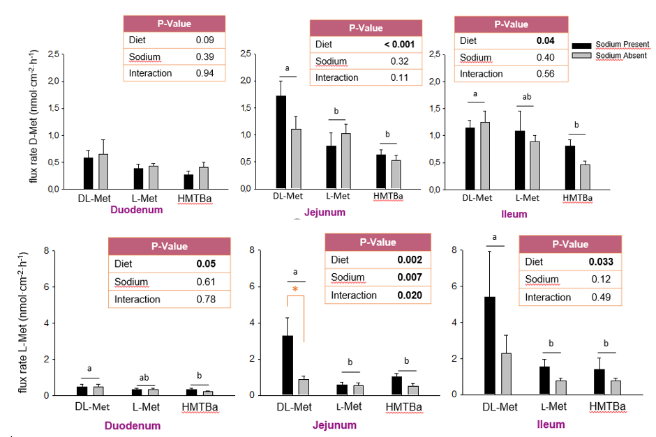 Fig 1. Feeding a diet supplemented with DL-Met increased the absorptive fluxes of D-Met and            L-Met over the diet supplemented with HMTBa.