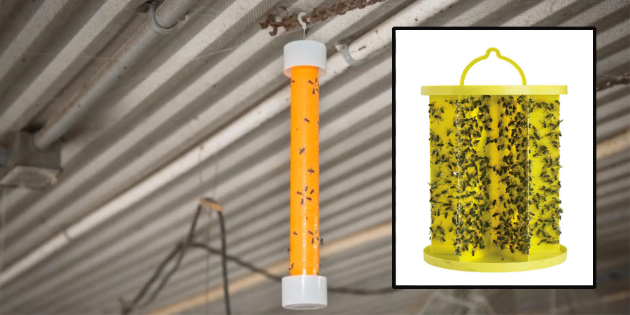 Capture resting flies near the ceiling with sticky traps